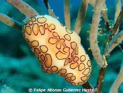 flamingo tonge conch sell in a sea fan at san toribio ree... by Felipe Alfonso Gutierrez Hirata 